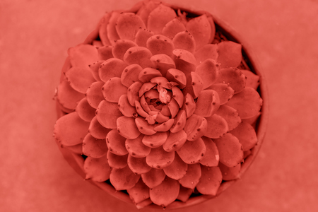 Close up of beautiful succulent in trendy color of the year 2019. Succulent background. Flat lay. Top view.の写真素材