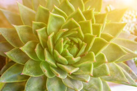 Shot of a green pink succulent plant.の写真素材
