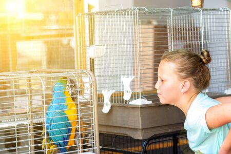 Beautiful teenager girl looking colorful Ara parrot on cage. Macaw outside your cage on sunny day.