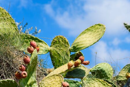 Closeup Cute Cactus plants or Opuntia cactus prickly pear on blue sky and white clouds natural background at cactus farm. Face with ears from cactus.の写真素材