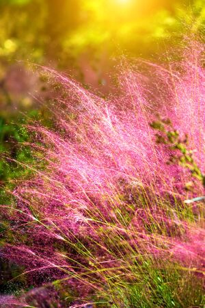 Pink Muhly Grass. Beautiful pink Muhlenbergia capillaries. Summer, autumn colors.の写真素材