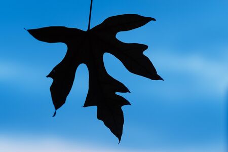 Autumn composition. Autumn maple leaf on sunset background.