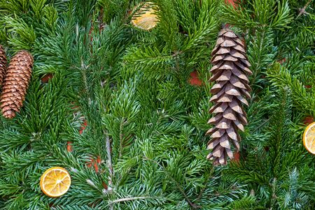 Christmas beautiful background.Christmas tree, lemon, orange fruits slices, and cones with snow.