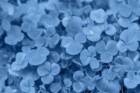 Close up view of leaf texture background toned in blue color.の写真素材