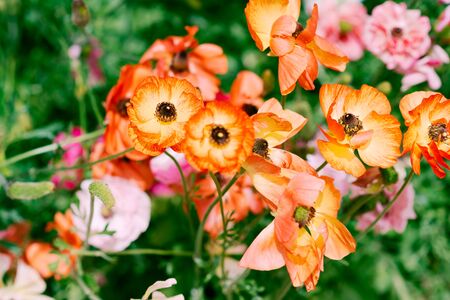 Beautiful garden flowers at sunny day. Group of amazing orange color flowers in a garden.の写真素材