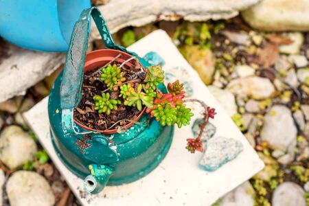 Reused planter ideas. Second-hand kettles, old teapots turn into garden flower pots. Recycled garden...