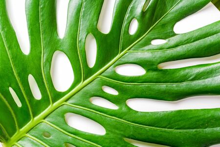 Top view of green tropical Monstera deliciosa leaf on white background. Flat lay. Minimal summer concept with palm tree leaf.の写真素材