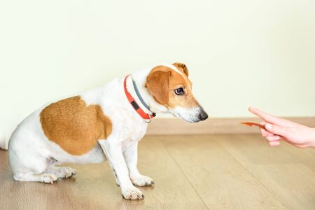 Teaching Puppy Basic Command Sit. Jack Russell Terrier Training.の写真素材