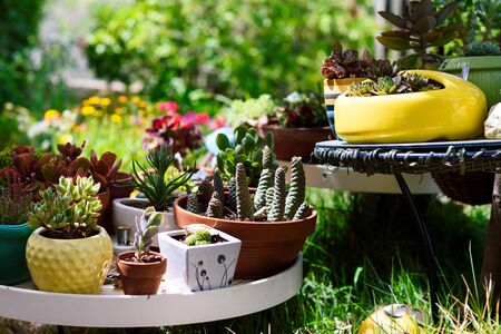 Unique adorable summer garden with succulent and cactus plant. Pretty outdoor design. Magic...
