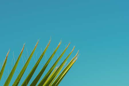 Palm tree leaf, sunlight and beautiful sky landscape. Travel, Tourism, vacation concept, Tropical...