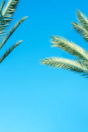 Green palm tree against blue sky, clear summer skies.の写真素材