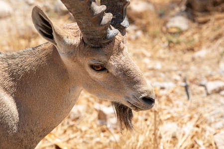 Portrait wild goats in the mountain. Nubian ibex, Capra nubiana on autumn field in sunny day.
