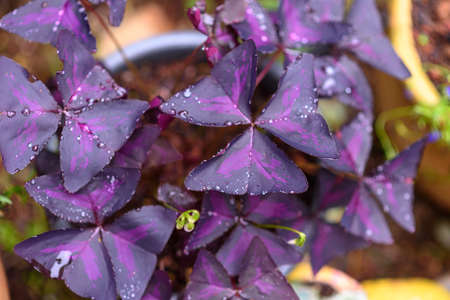 Amazing beautiful Oxalis triangularis or false shamrock plant.These are often sold and bought as gift pot plants, especially just before St Patricks day. No filter, really color.の写真素材