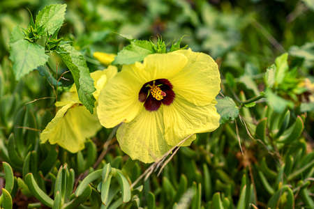 Beautiful tropical Hibiscus calyphyllus flower on shrub outdoors.