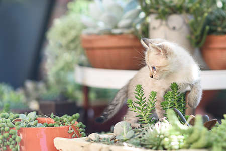 Cat in the garden. Curious kitten in flower pot.の写真素材