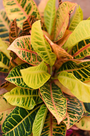 Garden Croton, Codiaeum variegatum. Beautiful Garden Croton Plant. Candide Gardening. Selective...