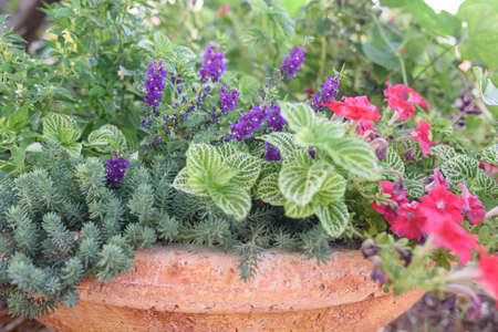 Diverse group of land plants in flower pot. Selective focus.