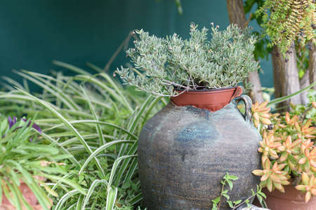 Reused planter ideas. Old broken vase turn into garden flower pots. Recycled garden design, diy and low-waste lifestyle.の写真素材