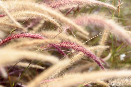 Cortaderia selloana commonly known as Pampas Grass. Ears of dry grass are tinted in beige and pink...
