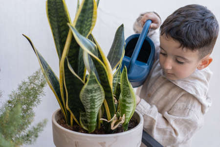 Little boy is watering flowers on the balcony at home. Active preschool child watering plants with water can.の写真素材
