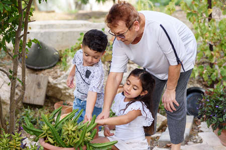 Two Children Help Their Grandmother Care Plants In Backyard. Family In Urban Local Garden.の写真素材