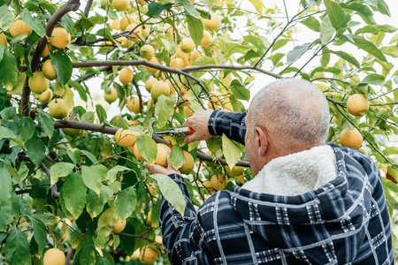 Senior farmer picks up lemons at a his organic orchard.の写真素材