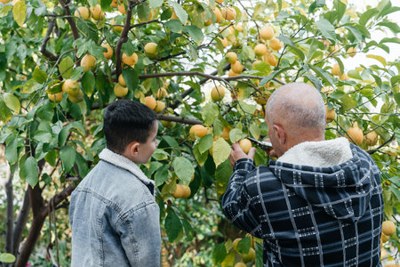 Senior farmer grandfather with grandson picks up lemons at a local family organic orchard. Man and child collecting lemons.の写真素材
