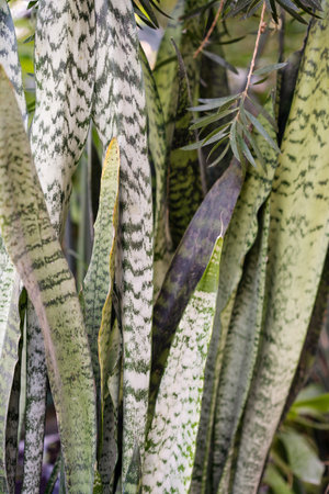 Zeylanica Snake Plant (Mother-In-Laws Tongue, Sansevieria). Detailed Leaves Close-Up, Showcasing Natural Patterns on Green Foliage Background.の写真素材