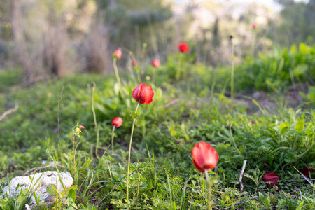 Vivid Red Anemones Stand Out Against A Lush Green Field With A Soft Focus Background.の写真素材
