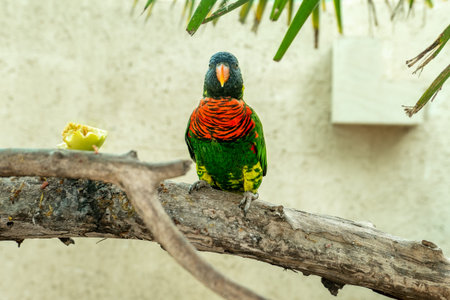 A vibrant parrot stands on a sturdy branch, showcasing bright orange, green, and blue feathers. It...