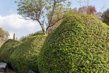 Tall, carefully trimmed shrubs fill the scene, providing a vibrant green backdrop in a serene public...