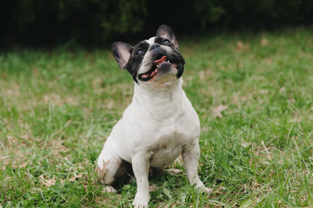 black and white french bulldog walks on the green grass on a summer day.の写真素材
