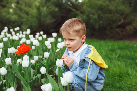 A boy smells a tulip flower in the park on a spring day. flower bed with tulipsの写真素材