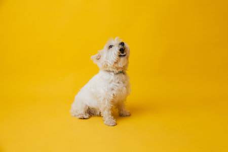 WEST HIGHLAND WHITE TERRIER telephone backgroundの写真素材