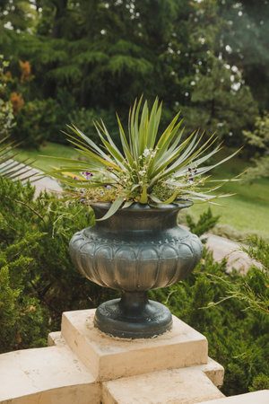 Beautiful Chamaerops humilis palm, European fan or Mediterranean dwarf palm. Arboretum (Adler) Sochi. Close-up of luxurious leaves in the parkの写真素材