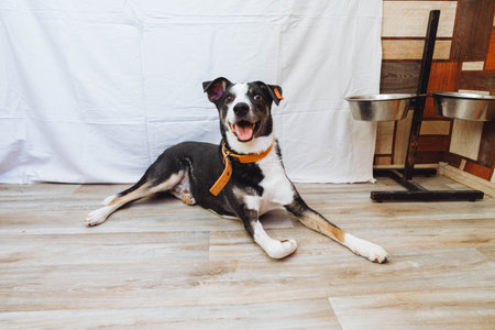 Sad dog in a shelter. Dogs lack a place where they can stay, like home. Sad dog face. The dog is waiting for its owner. Animal shelter Animal sadness.の写真素材