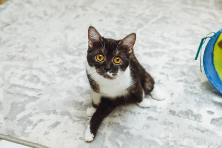 unhappy sick black kitten with a disability, who has paralysis of his hind legs, sits on the floor in a clinic or animal hotelの写真素材