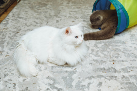 Abandoned cats behind a fence at an animal shelter. Pet adoption. cats in the shelterの写真素材