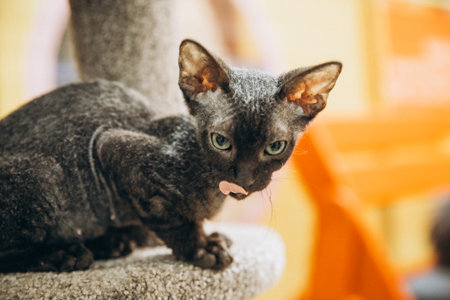 Black kitten 4 months old devon rex breedの写真素材
