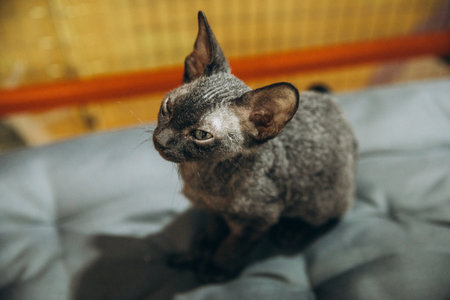 Black kitten 4 months old devon rex breed