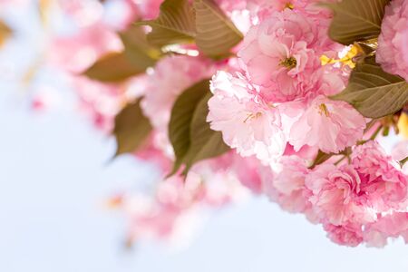 Amazing pink cherry blossoms on the Sakura tree.の写真素材