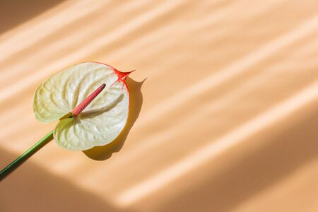 Amazing tropical anthurium flower on peach pink pastel background.の写真素材