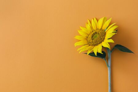 Beautiful sunflower on orange background. Place for text.の写真素材