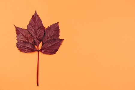 Beautiful dark red leaf on a peach background. Autumn colors. Place for text.  Minimal. Close up.の写真素材
