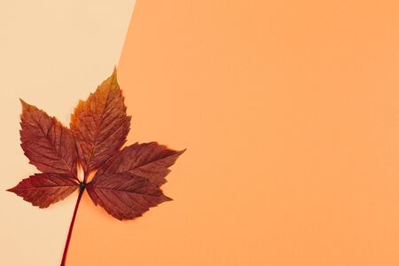 Beautiful dark red leaf on a peach pastel background. Autumn colors. Place for text.  Minimal. Close up.の写真素材