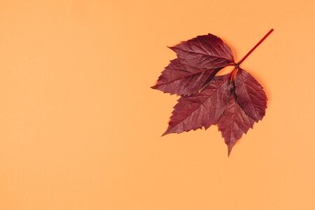 Beautiful dark red leaf on a peach pastel background. Autumn colors. Place for text.  Minimal. Close up.の写真素材