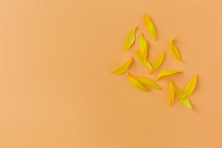 Beautiful yellow petals of sunflower on peach background. Flat lay, place for text.の写真素材