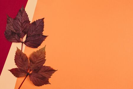 Beautiful dark red and maroon leaves on a peach pastel and red background. Autumn colors. Place for...