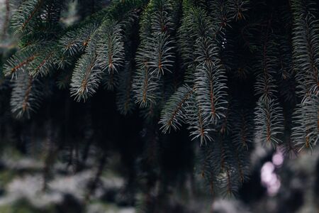 Fluffy branches of a fir-tree. Christmas wallpaper or postcard concept. Place for text.の写真素材