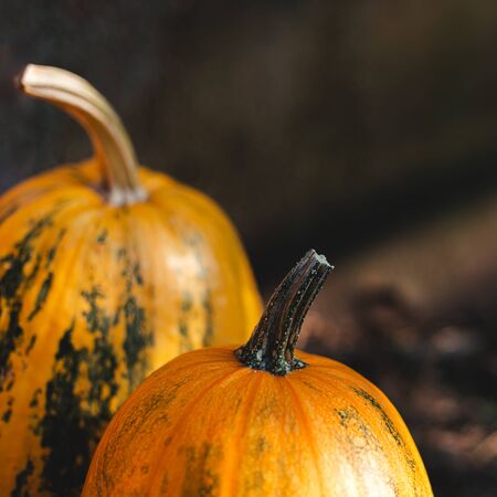 Two orange pumpkins on a dark background. Close up. Place for text.の写真素材
